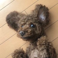 Oh my Da!ch!@スパイマスター (@daichi05586494) Twitter profile photo