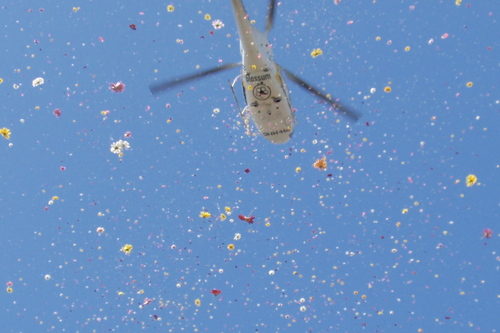 blossum flowershower airforce maakt bloemenregens met vliegtuigen en helicopters. Meer liefde en bloemen in de wereld