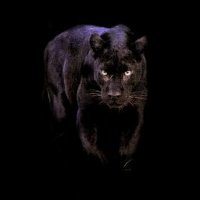 Adhiraj Singh (@adhiraj_singh00) 's Twitter Profile