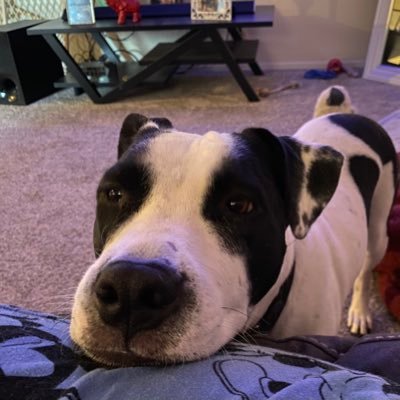 KayPapasfritas's profile picture. 