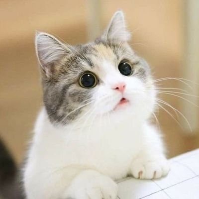 Kyuuuu25860211's profile picture. OPEN APP PREMIUM
BA  dm/ https://t.co/3GZM07VbCJ
open 07.00-00.00
halo kaka,bisa langsung wa ya ka. kalo dm suka lama soalnya 😭🙏