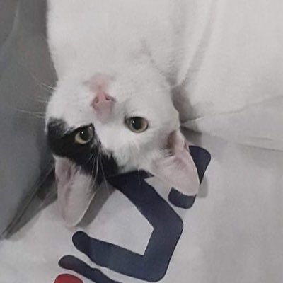 dzeiaa's profile picture. part-time human