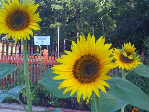 sunflowers2913's profile picture. Wife, Aunt, Computer Operator, Member of: New Earth, Forever Living, Beyond Organic, YoungLiving Essential Oils, GreenPolkaDotBox. Reiki II Practitioner