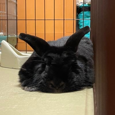 元トルコ在住/アケINF全白A2/★9st2 IIDX ID: 5406-2088/INFINITAS:C-1401-9759-9617 最強を目指す https://t.co/YqfoRcjXjI チン・ビンビン187994
