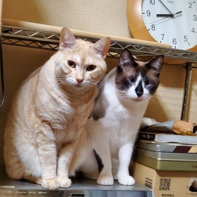 2匹♂️猫🐱同居。
ｵﾌｼｮｱｷｬｽﾃｨﾝｸﾞやSLJ,ﾀｲﾗﾊﾞ,ｼｮｱはｻｰﾌﾌﾗｯﾄほぼﾙｱｰﾌｨｯｼﾝｸﾞ餌釣りは年数回程度｡
神栖ｻｰﾌ～外房がﾒｲﾝﾌｨｰﾙﾄﾞ。
格闘技🥊含む視聴,猫🐱,ｶﾞﾝﾀﾞﾑ大好き中年、ｹﾞｰﾑもそこそこ好き。