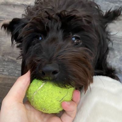 BANDITKOMhome's profile picture. -