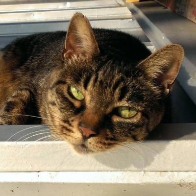 1XsxtVbbeCR51yG's profile picture. 