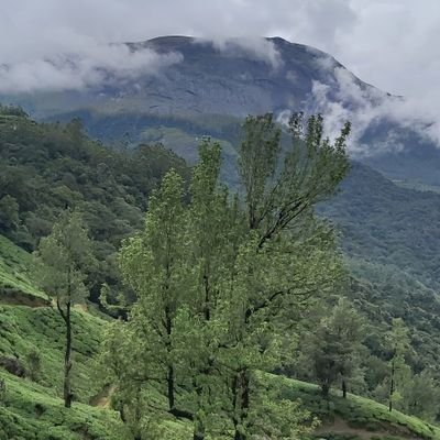 Shfi79144666's profile picture. Yes