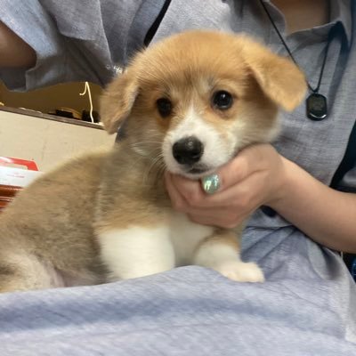 スーパー可愛いコーギーのおはぎ、可愛いです。