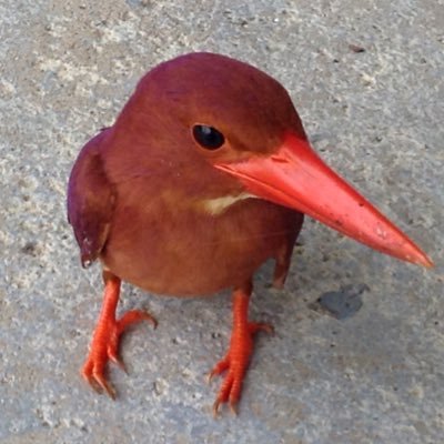 zxupaicon's profile picture. 🙃音楽好き♪楽器好き♫ロケンロー👍🏼茶虎白猫と同居中 🇮🇹ABARTH 595 🦂 Competizione Stile 🇮🇹防災士・介護支援専門員　いつもの様にRockで流せ