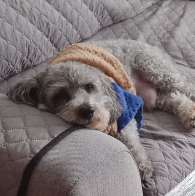 Crítica ciudadana, para mis hijos soy su MORRR, combinación perfecta: perros, gatos y música salsita (la viejita),convencida que esta vaina la podemos mejorar!!