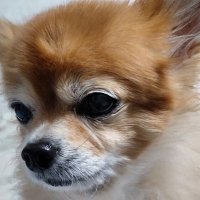 ai🐶 (@mokakichi0214) 's Twitter Profile
