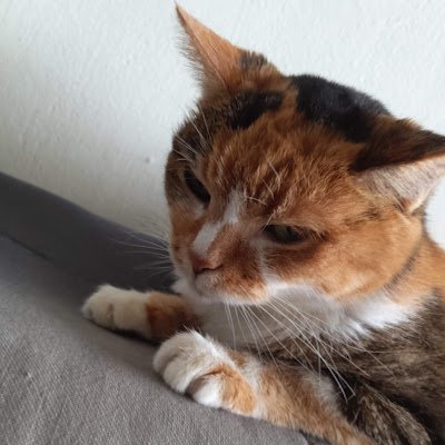 yuankanata's profile picture. 