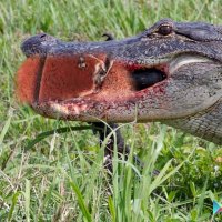 Steel City Gators AAU Basketball (@gatorssteel) 's Twitter Profile