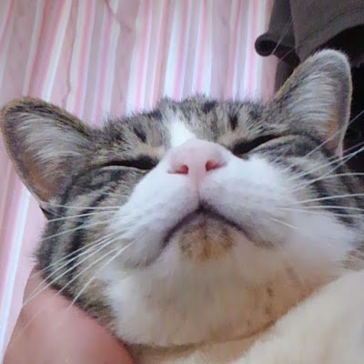 ■副業占術師が釣りをしながら日々を言葉で紡いでいくブログの旧Twitter垢です。■御年15歳の老描、ヘソ天大魔王(仮称)の画像も放流しています。