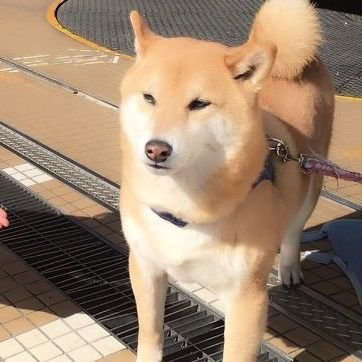 Beamdarin's profile picture. アニオタ、オニタダ!
