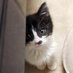ねこのちくわ🐾 (@wchi_cat) Twitter profile photo ねこのちくわ🐾 (@wchi_cat) Twitter profile photo