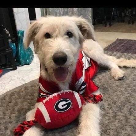 Disciple of Christ first, husband, father, Accountant, seeking to abolish abortion. And I may question your sanity 🤷‍♂️, and always, #GoDawgs