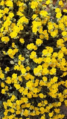 enguelay's profile picture. Pieza de puzzle que no encaja