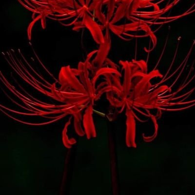 TrngNguyen0806's profile picture. Hơi bị khùng