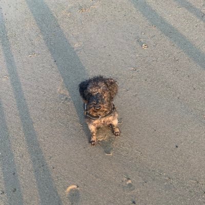 Andy04391881's profile picture. Refusenik WWFC and Barney my side kick 😍