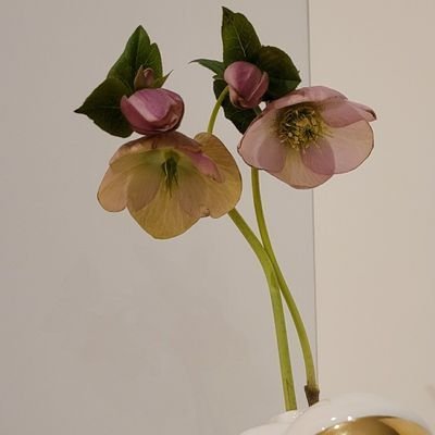 KimmyKara's profile picture. flop era