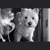 Chantalle Allan (@cafrenchie) Twitter profile photo Chantalle Allan (@cafrenchie) Twitter profile photo