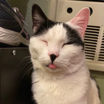 12 year old rescue Turkish Van mix! Follow for adventures, bleps, and her lil sis Boots & lil bro Winter!💗