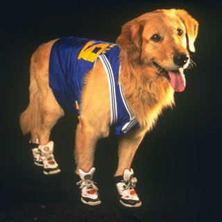 RealAirBud Profile Picture