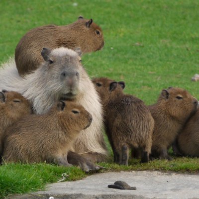 Capybara enthusiast