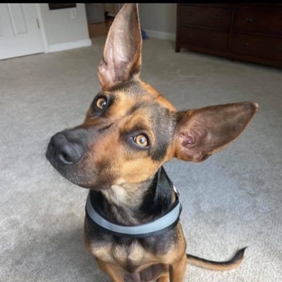 CrazyCunucu's profile picture. 2 year old Aruban Cunucu. My momma is @ljbaits and my daddy is @cjbaits. I’m the most spoiled Cuncu ever.  I’m way too cute for words, just like my momma.