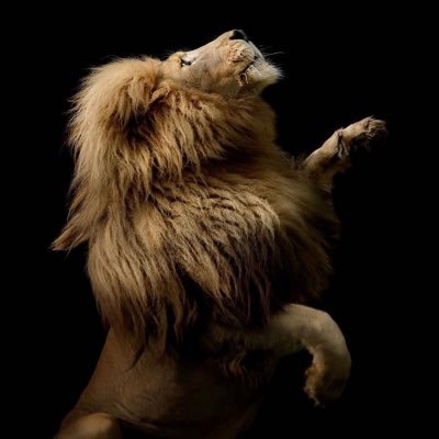 _Lionheart_Leon's profile picture. 