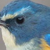bluechatさんのプロフィール画像