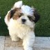Little Cujo (@thelittlecujo) Twitter profile photo Little Cujo (@thelittlecujo) Twitter profile photo