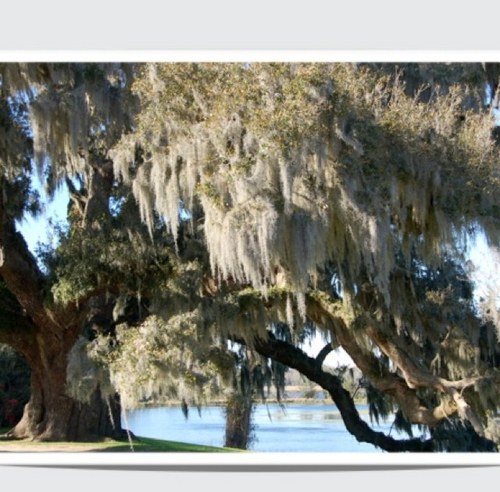 glcoop's profile picture. 