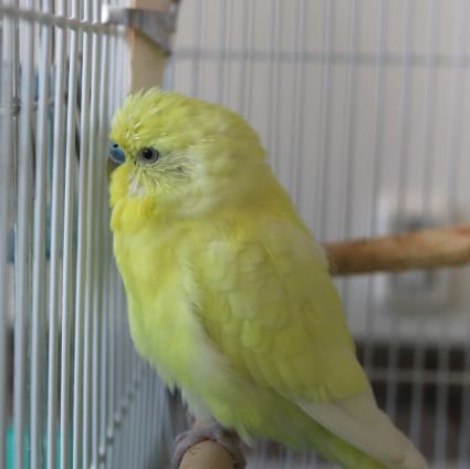Birdbird789 Profile Picture
