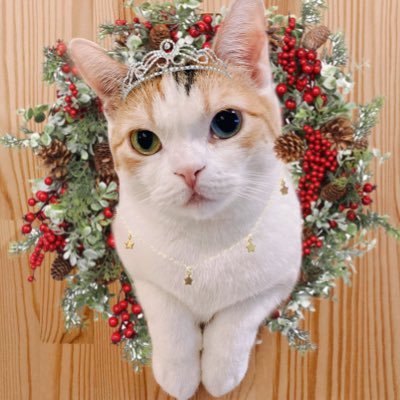 猫カフェにあにゃあスタッフ🐈🐾arisaさんのプロフィール画像
