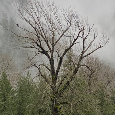 Let’s look at combining science, current technology and beautiful B.C. forests to create a sustainable industry