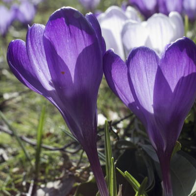 parsonsposse's profile picture. 