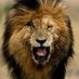 Scarface Lion 🦁 (@ATA0908) Twitter profile photo