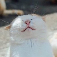 ねこまたのへんげ(@satatakin) 's Twitter Profile Photo