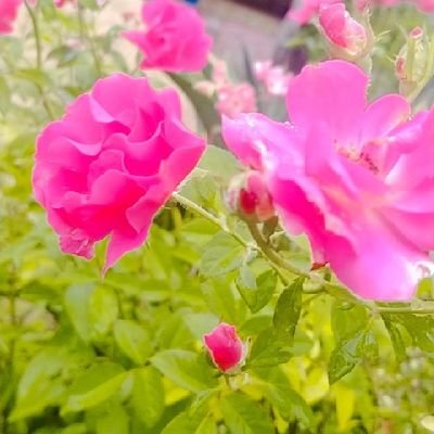 __diana4a's profile picture. 🥀