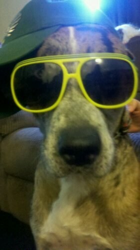 Louisiana Catahoula Leopard Labrador Pitbull mix of awesomeness, AND Oregon Ducks super fan :) Go Ducks!