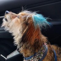 NachoMama ☮️🐕💙🏖️🇺🇲🏳️🌈🇺🇦🌻🟧 (@dognanny55) 's Twitter Profile Photo NachoMama ☮️🐕💙🏖️🇺🇲🏳️🌈🇺🇦🌻🟧 (@dognanny55) 's Twitter Profile Photo
