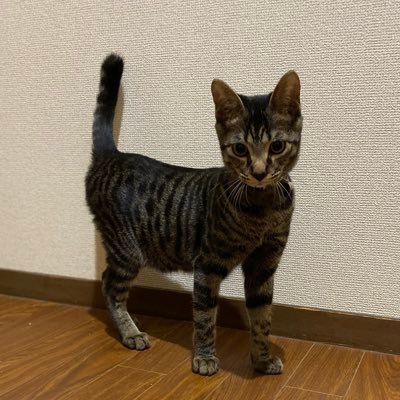 ろでぃさんのプロフィール画像