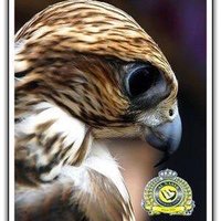 عقاب الصقر (@sager__s) 's Twitter Profile