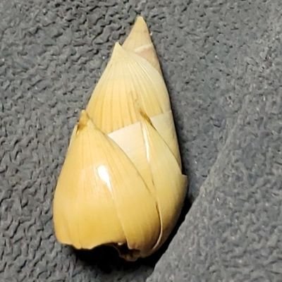 たけのこ入りタケノコさんのプロフィール画像