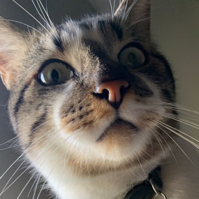 catthesam Profile Picture