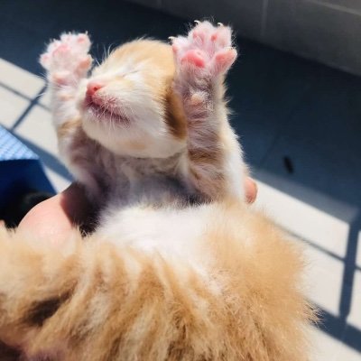 benozgee_'s profile picture. 1509 km