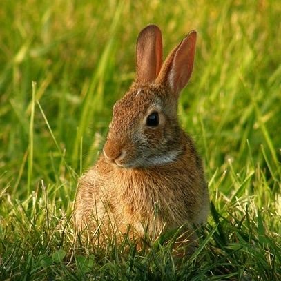 申年のうさぎ🐰修介
茨城取手村の森、うさぎ年齢4才1か月(41才)